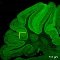 Section of mouse cerebellum. Credit: Wang et. al., 2024, Neuron.