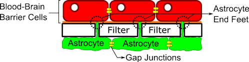 Illustration of blood-brain barrier model, showing that astrocytes send end foot projections through a filter to interact with cells on the other side.
