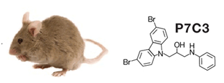 The neuroprotective compound P7C3 was discovered by testing more than 1000 small molecules in living mice.