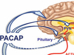 PCAP stress regulator