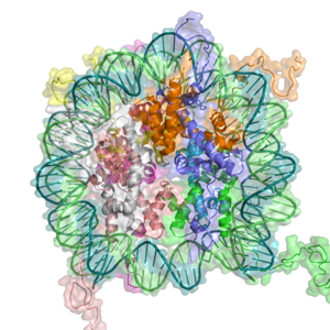 DNA associates with histone proteins to form chromatin