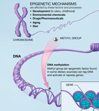 epigenetic mechanisms