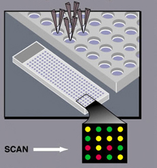 microarray technology