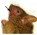 mouse with bold patch on its face