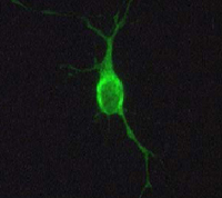 Rat neuron expressing Isoform 3.1