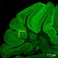 Section of mouse cerebellum. Credit: Wang et. al., 2024, Neuron.
