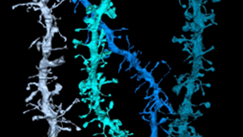 A colorized 3D reconstruction of dendrites that shows neurons receiving input from other neurons through synapses, most of which are located along the dendrites on tiny projections called spines.