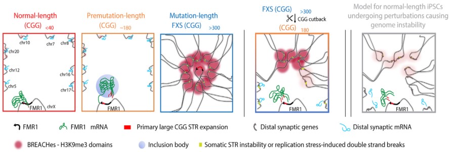Five-panel visualizations of the CGG tract in FMR1: normal-length CGG, premutation-length CGG, mutated-length CGG FXS with appearance of BREACHES, reduced CGG FXS with reduced BREACHES causing genomic instability, and model for normal-length humans cells that undergo perturbations that cause genomic instability.