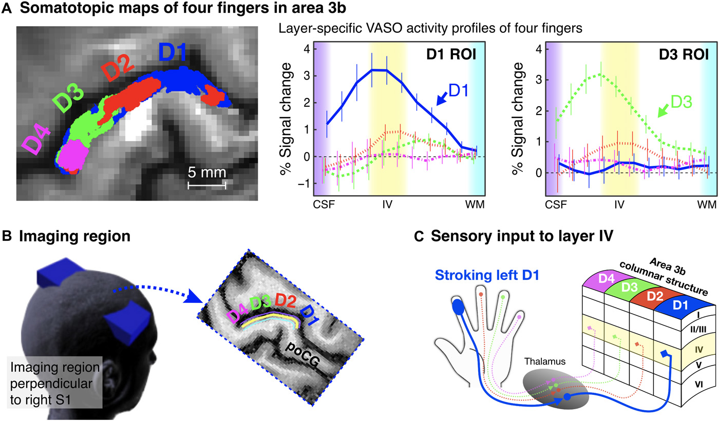An image showing activation on the somatosensory cortex associated with the movement of different fingers. Activation caused by this movement in layer IV of the cortex (shown by the blue line in the graph) and the rest of the cortex (shown by the red line in the graph) is related to the brain making sense of these signals. Credit: Yu et al., 2016, Science Advances. © The Authors, some rights reserved; exclusive licensee AAAS. Distributed under a Creative Commons Attribution NonCommercial License 4.0 (CC BY-