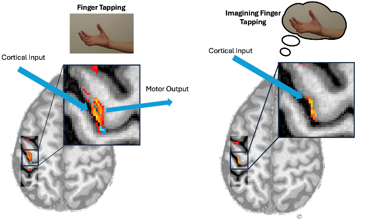 Two cortical layers show brain activation when tapping a finger (image on the left), but only one cortical layer is activated when imagining tapping a finger (image on the right). This comparison helps reveal the precise area in the brain where the finger movement signal originates and where mental imagery activates the motor cortex. Courtesy of NIMH.
