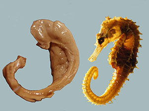 a photo of a a human hippocampus next to a proportionately sized seahorse. Shape and size are similar; both curve to the right.
