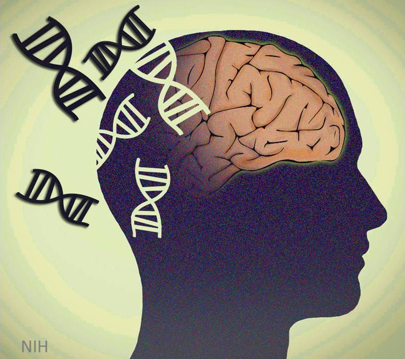 Illustration of a human head showing a brain and DNA.
