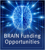 brain research funding opportunities