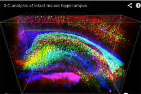 CLARITY 3-D analysis of intact mouse hippocampus
