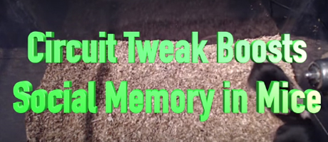 screenshot from video titled Circuit Tweak Boosts Social Memory in Mice