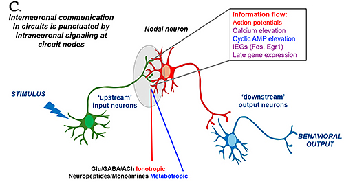 Figure shows PACAPergic stress circuits in mouse brain. Metabotropic signaling initiated by PACAP and coupled to cyclic AMP elevation, together with ionotropic signaling through glutamate, mediate parallel immediate-early gene expression, neuronal excitability, and late gene expression required for information flow and circuit function within nodal neurons in these two circuits (see Jiang et al., Biol. Psychiatry GOS 3: 673, 2023).