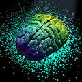 Multi-colored brain in space with a dotted background. Courtesy of the Gleeson Lab for Pediatric Brain Disease, University of California San Diego and Rady Children's Institute for Genomic Medicine.