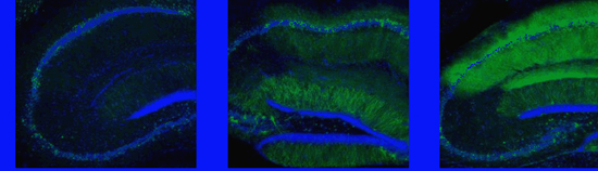 AMPA receptors migrated to synapses encoding the memory