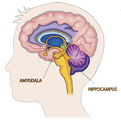 Image showing a sagittal view of a human brain with the hippocampus and amygdala marked.