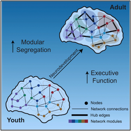 illustration of modular segregation and executive function changes from youth to adult human brains