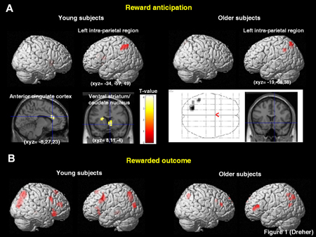 Lower reward circuit activity with aging