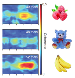 In-sync brain waves encode short-term memory of objects