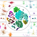 A central circle with multiple colored patches inside. The colored patches represent a visualization of the mouse MOp transcriptomic taxonomy. Surrounding the central circle are pictures of various types of neurons in colors that coordinate with the patches used in the central circle (pinks on left and greens and blues on the right). Interspersed with the images of the neurons are spike graphs showing neuron electrophysiological profiles. (Credit: Tolias/Nature)