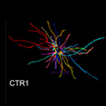 image of an astrocyte