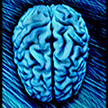 illustration of human brain in blue