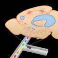 Brain circuitry and decision making for rats -featured