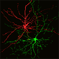 Neuronal projections encoding negative (red) and positive (green) associations