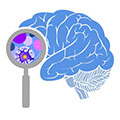 illustration of a human brain with magnifying glass held up to show detailed view of forebrain