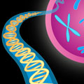 chromosomes and double helix