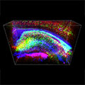 3-D analysis of intact mouse hippocampus