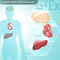 Genotype-Tissue Expression Project chart shows locations for liver, heart and brain tissue within the human body