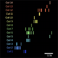 cell-by-cell list of hippocampal activity in rat brain