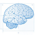 blueprint style line drawing of human brain