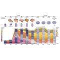 Gene activation by cortex layer featured image