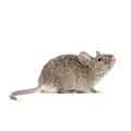 light brown mouse