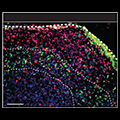 Neurons and supporting cells in the spheroids form layers and organize themselves according to the architecture of the developing human brain and network with each other.  Source: Sergiu Pasca, M.D., Stanford University