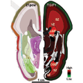 BrainSpan Atlas of the Developing Human Brain