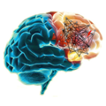 Schizophrenia networks in prefrontal cortex