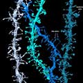 Neural connections form at the tips of brain cell’s branch-like extensions