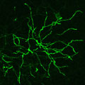 Thalamus neuron