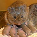 2 adult voles with 5 baby voles 