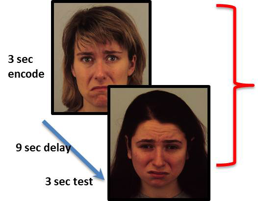 faces used in working memory task