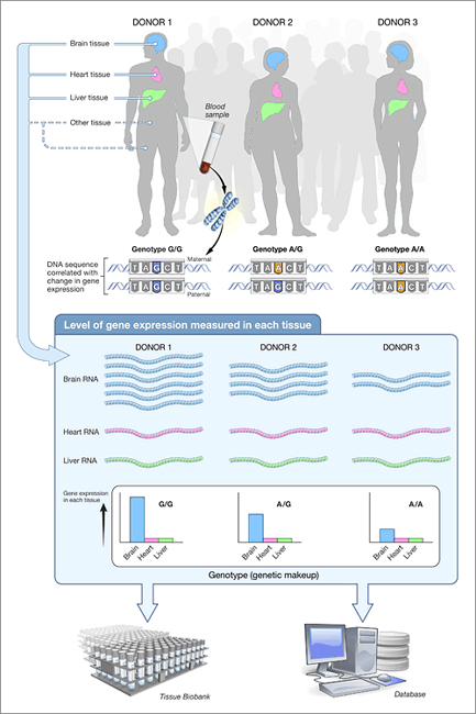 Susceptibility to disease is often traceable to whether or how much a gene is expressed in a particular tissue.  Such tissue-dependent expression often depends on which version of the gene an individual has inherited. GTEx will help researchers understand such susceptibility and will serve as a resource database and tissue bank for many studies in the future. 