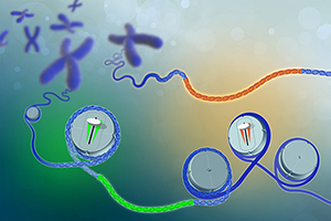 GTEx gene illustration