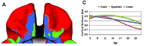 human brain areas (red) follow a more complex trajectory as they mature