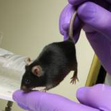 scientist holding lab mouse.